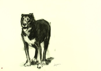  chien 